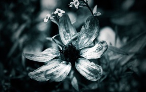 Черно-белый цветок
