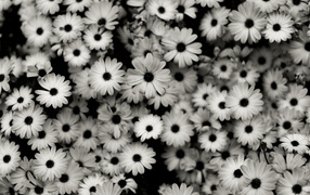 Черно-белые цветы