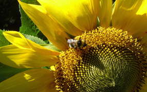 Цветущий подсолнух