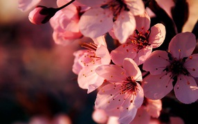 Цветущая ветка