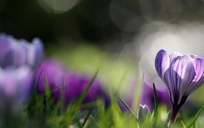 Распустившийся крокус