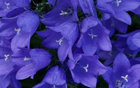 Синие колокольчики