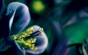 Синий цветок