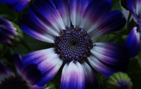 Синий цветок