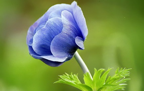Голубой цветок