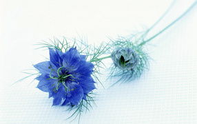 Синий цветок, Цветы
