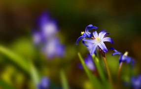 Синии цветочки