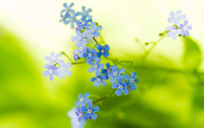 Голубые цветочки