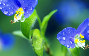 Синие цветочки