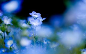Blue flowers on a gentle background
