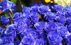Blue roses
