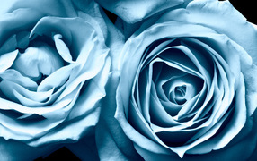 Blue roses as a gift
