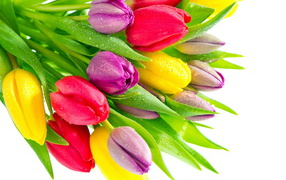 Bouquet of multi-colored tulips