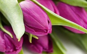 Букет тюльпанов