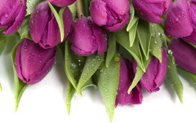 Букет тюльпанов