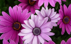 Яркие цветы