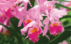 Яркие цветы