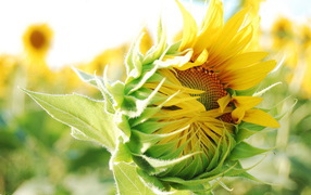 Распускающийся подсолнух