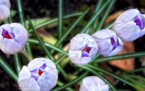 Бутоны шафрана