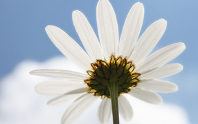 Ромашка в небе