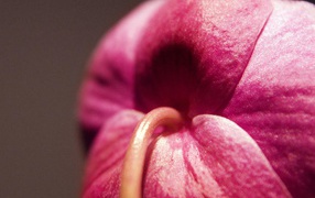 Орхидея Christines, Цветы