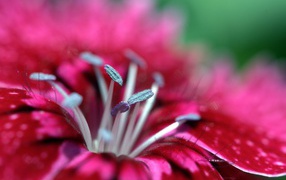 Малиновый цветок