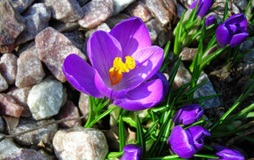 Крокусы на камнях