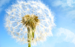 Одуванчик