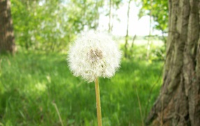 Одуванчик, Цветы