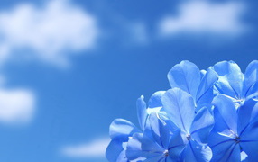 Нежные цветочки