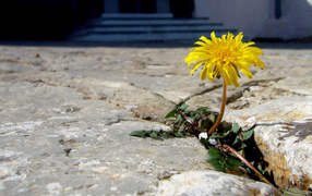 Трудное цветение, Цветы