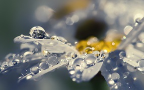 Капли на лепестках, макро