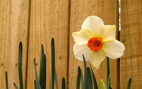 Easter Daffodil, Flowers