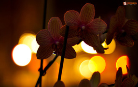 Цветы любимой