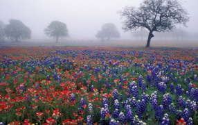 Field flowers in the fog