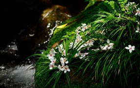 Цветочки у ручья