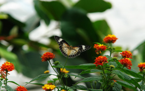 Цветочная клумба