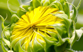 Бутон цветка, макро