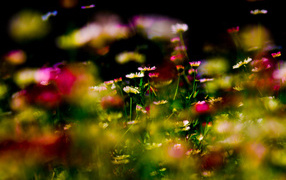 Цветочный ковер