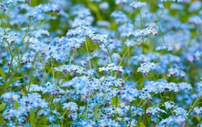 Цветочное поле