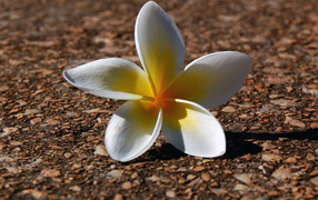 Ложащийся цветок, Цветы