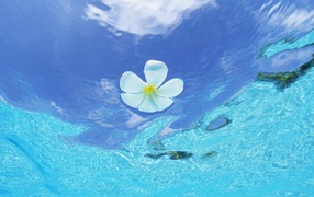 Цветок в воде