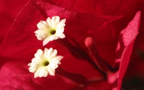 Эмоции Цветов, Цветы