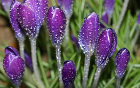 Цветы после дождя