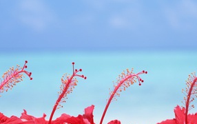 Цветы на Мальдивских островах