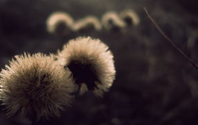 Пушистые шапки