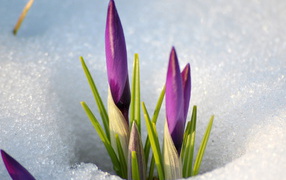 Из под снега