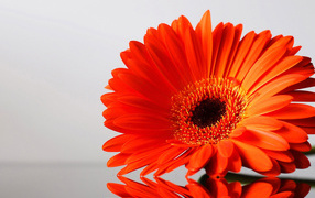 цветок Гербера