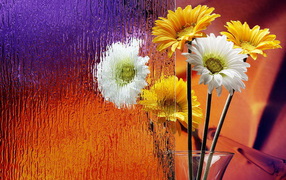 Герберы в вазе