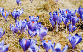 Поляна крокусов